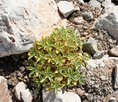 Eucnide urens