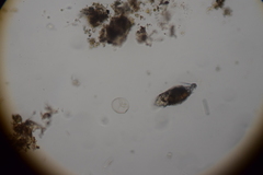 Trichotria tetractis