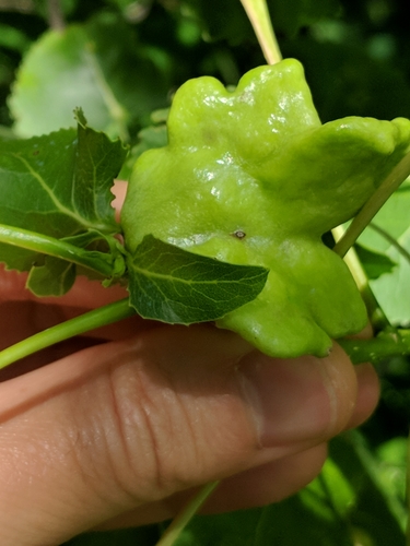 Poplar Vagabond Aphid photo 5