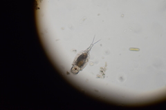 Trichotria tetractis