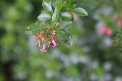 Escallonia rubra
