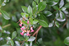 Escallonia rubra