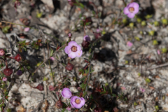 Euryomyrtus ramosissima ramosissima