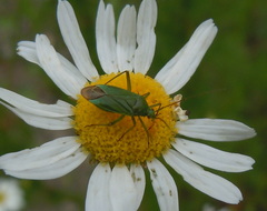 Calocoris
