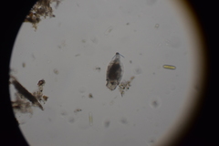 Trichotria tetractis