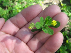 Medicago lupulina