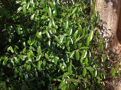 Quadrella jamaicensis