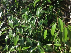 Quadrella jamaicensis