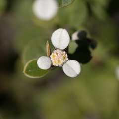 Spyridium thymifolium