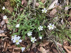 Cerastium velutinum