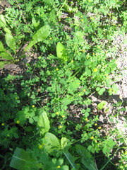 Medicago lupulina