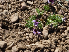 Viola beckwithii