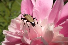 Trigonarthris proxima