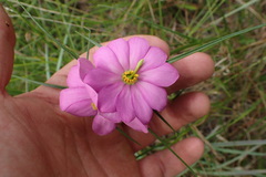 Sabatia gentianoides