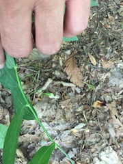 Polygonatum biflorum biflorum
