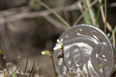 Stylidium perpusillum