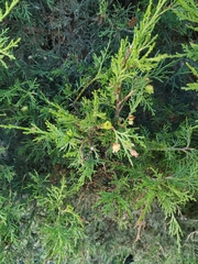 Juniperus thurifera