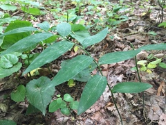 Polygonatum biflorum biflorum