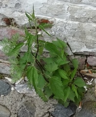 Urtica dioica