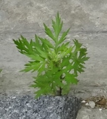 Artemisia vulgaris
