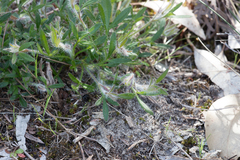 Xanthosia huegelii