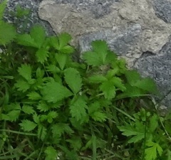 Potentilla norvegica