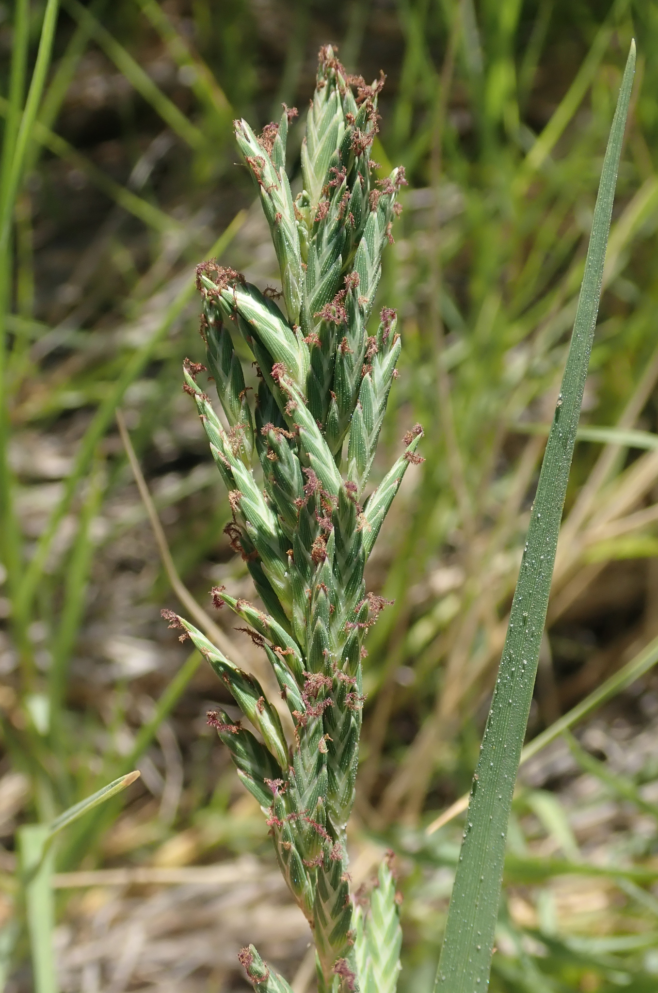 Saltgrass (Distichlis spicata)  iNaturalist