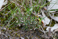 Laxmannia orientalis