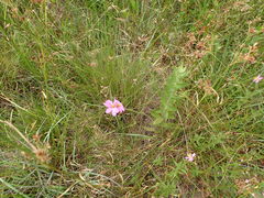Sabatia gentianoides