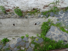 Potentilla norvegica