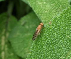 Opomyza germinationis