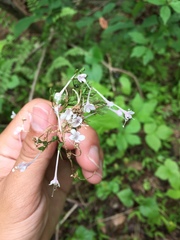 Valeriana pauciflora