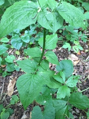 Valeriana pauciflora