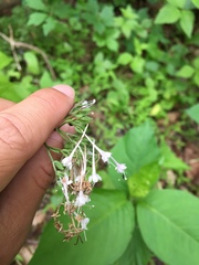 Valeriana pauciflora