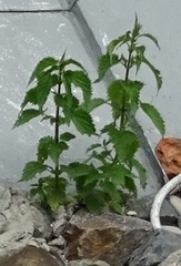 Urtica dioica