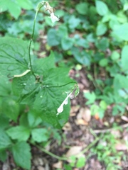 Valeriana pauciflora