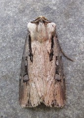 Agrotis volubilis