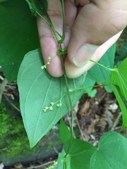 Dioscorea quaternata