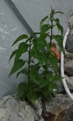 Urtica dioica