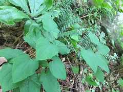 Dioscorea quaternata