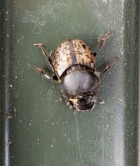 Onthophagus nuchicornis