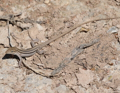 Aspidoscelis uniparens