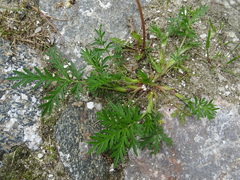 Potentilla tergemina