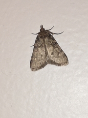 Aglossa pinguinalis