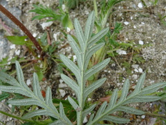 Potentilla tergemina