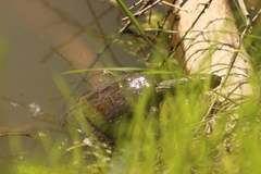 Mauremys leprosa leprosa