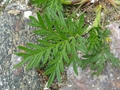 Potentilla tergemina