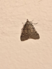 Aglossa pinguinalis