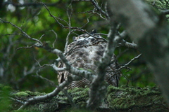 Bubo virginianus magellanicus