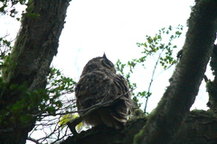 Bubo virginianus magellanicus